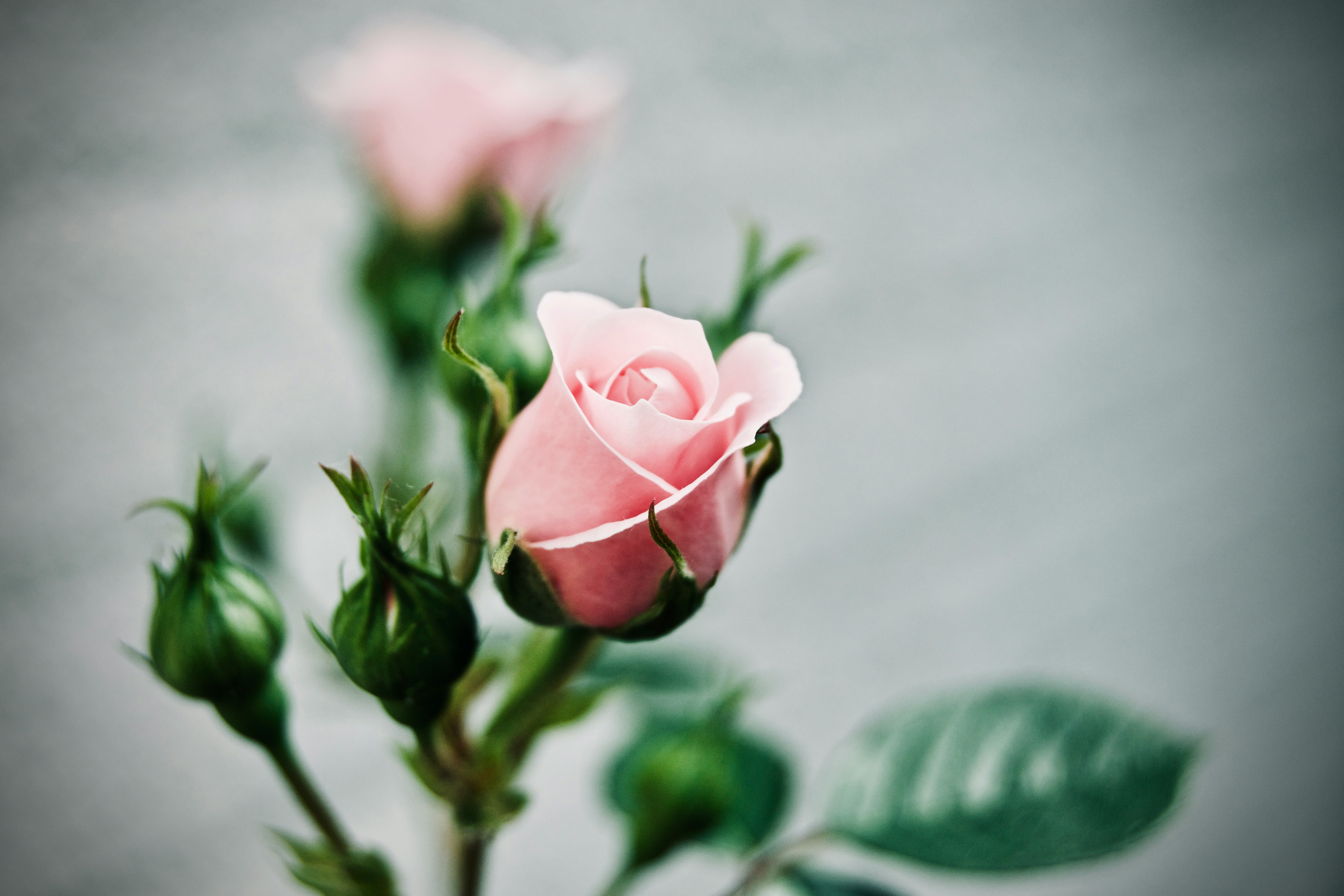 depth of field photography of pink rose