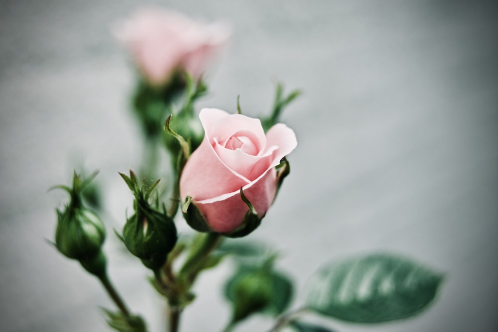 depth of field photography of pink rose