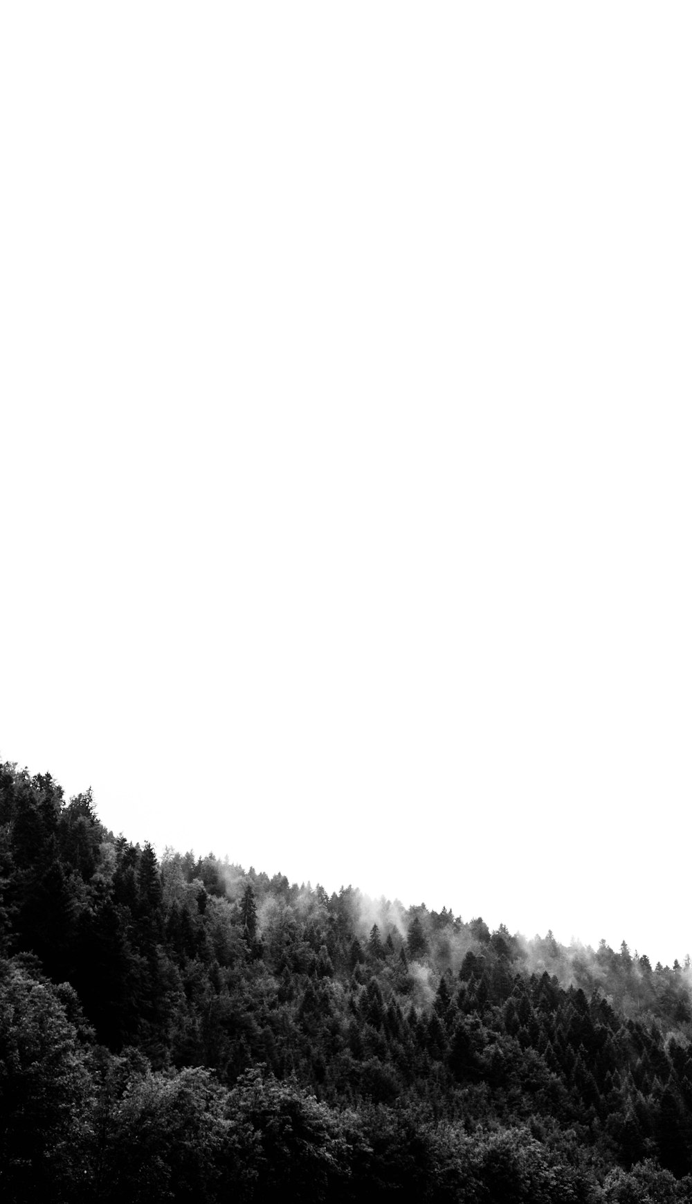 grayscale photo of pine trees