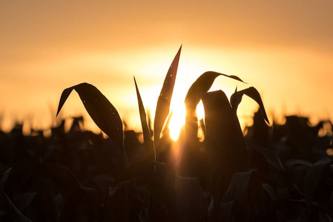 Golden corn ready for harvest with a backdrop of a warm sunset