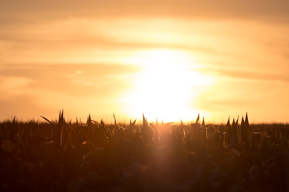 silhouette of grass during sunset