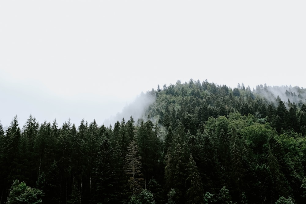Wald umgeben von Nebel