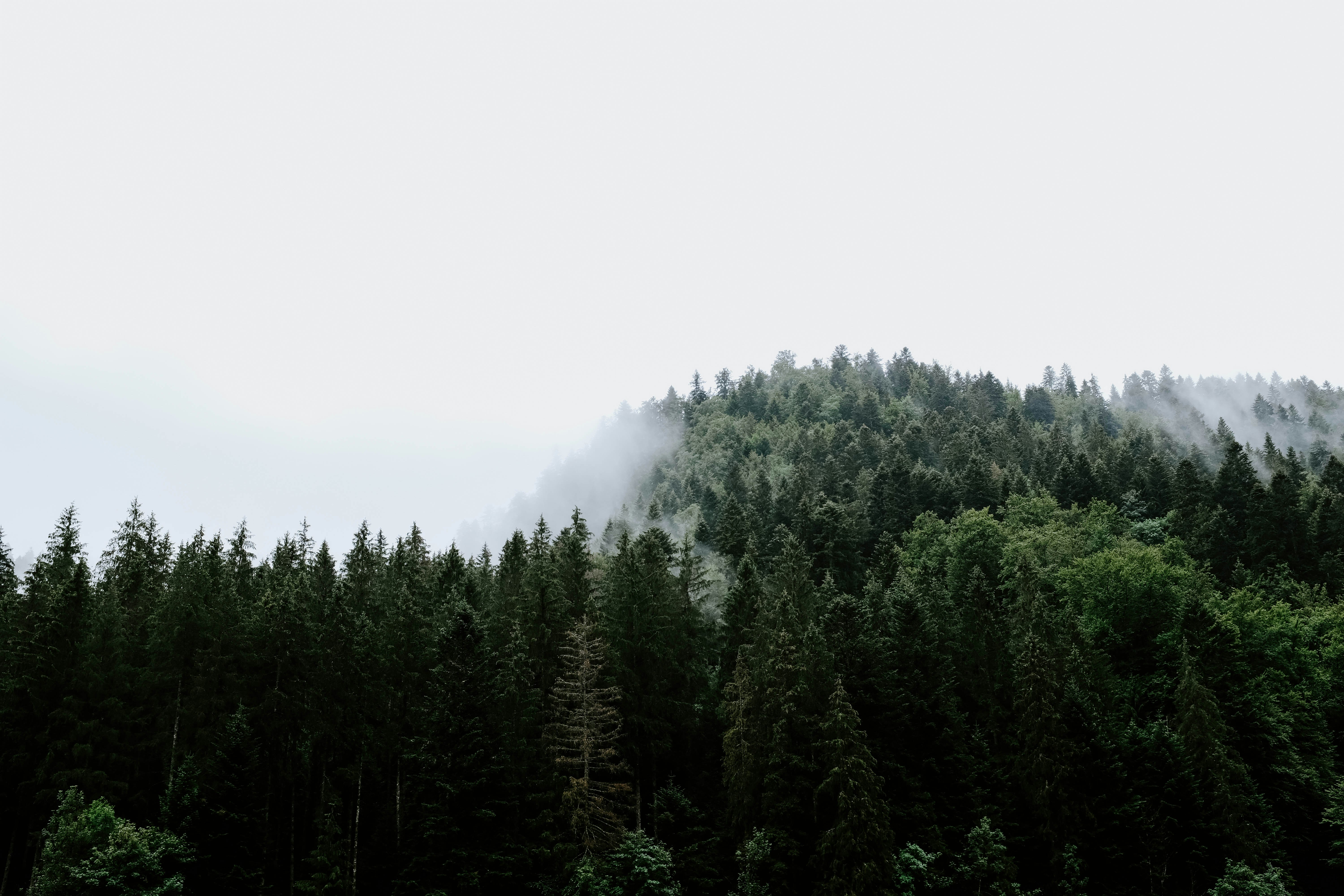forest surrounded by fog