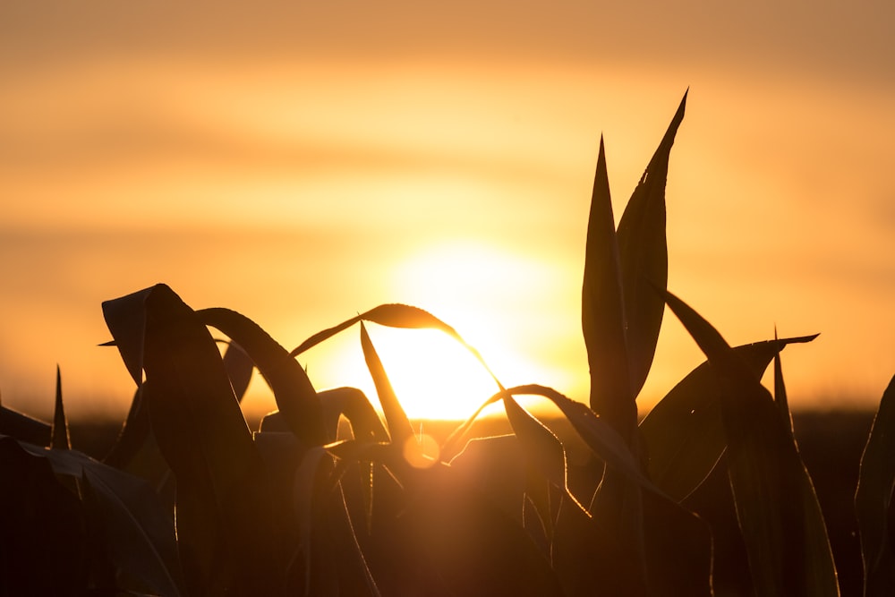 silhouette of plant under cloudy sky