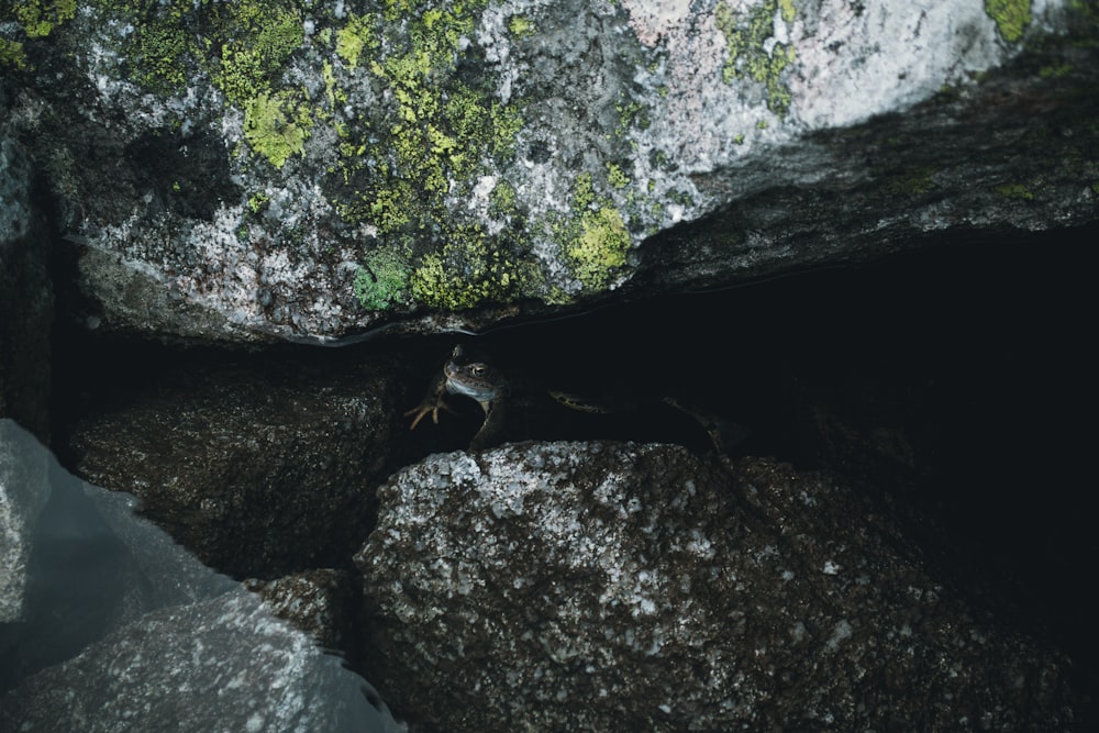 a small lizard is hiding in the rocks