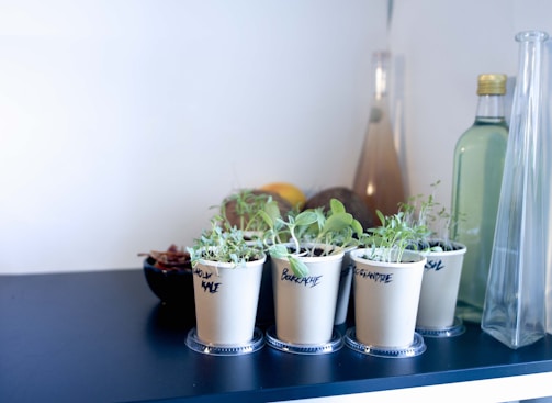 Small pots labeled with different herb names such as basil, coriander, and bok choy are placed on a dark surface. The pots contain young sprouts with vibrant green leaves. In the background, there are bottles and a bowl with what appears to be dried herbs or potpourri.