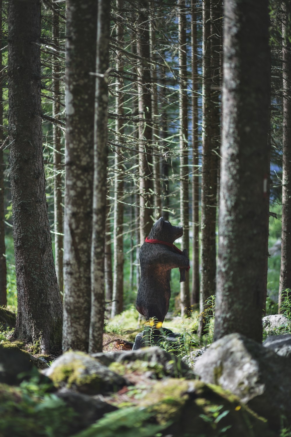 grizzly bear in the forrest