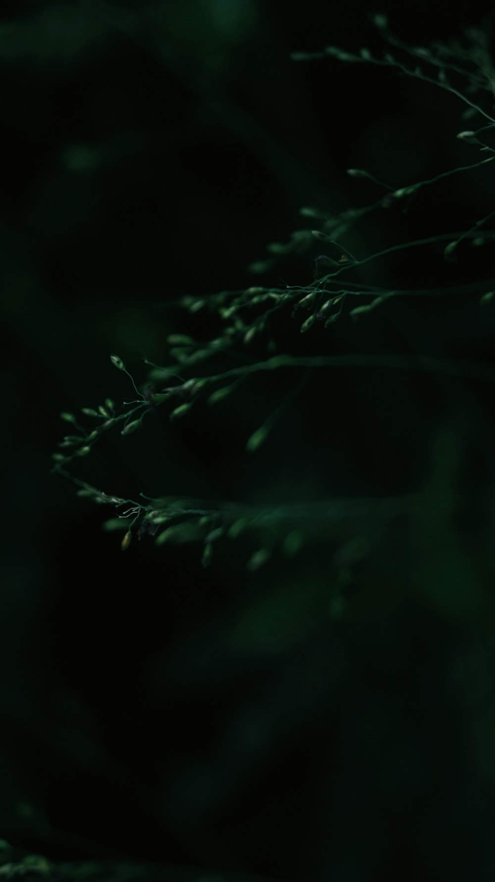 green leafed tree in closeup photography