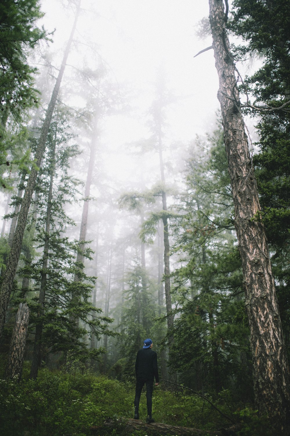 man walking in the woods