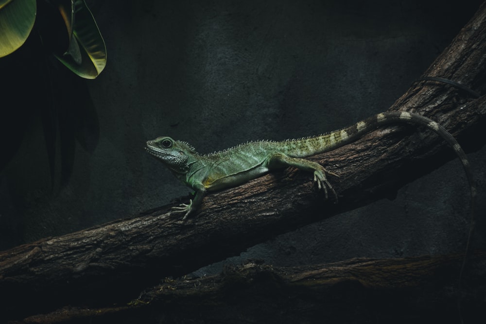 photo of lizard on tree branch