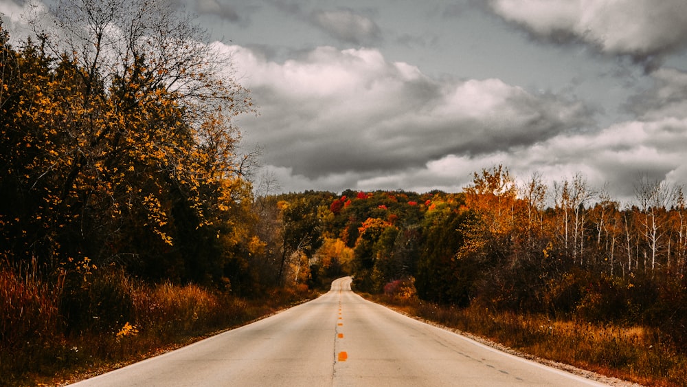 clear roadway between trees