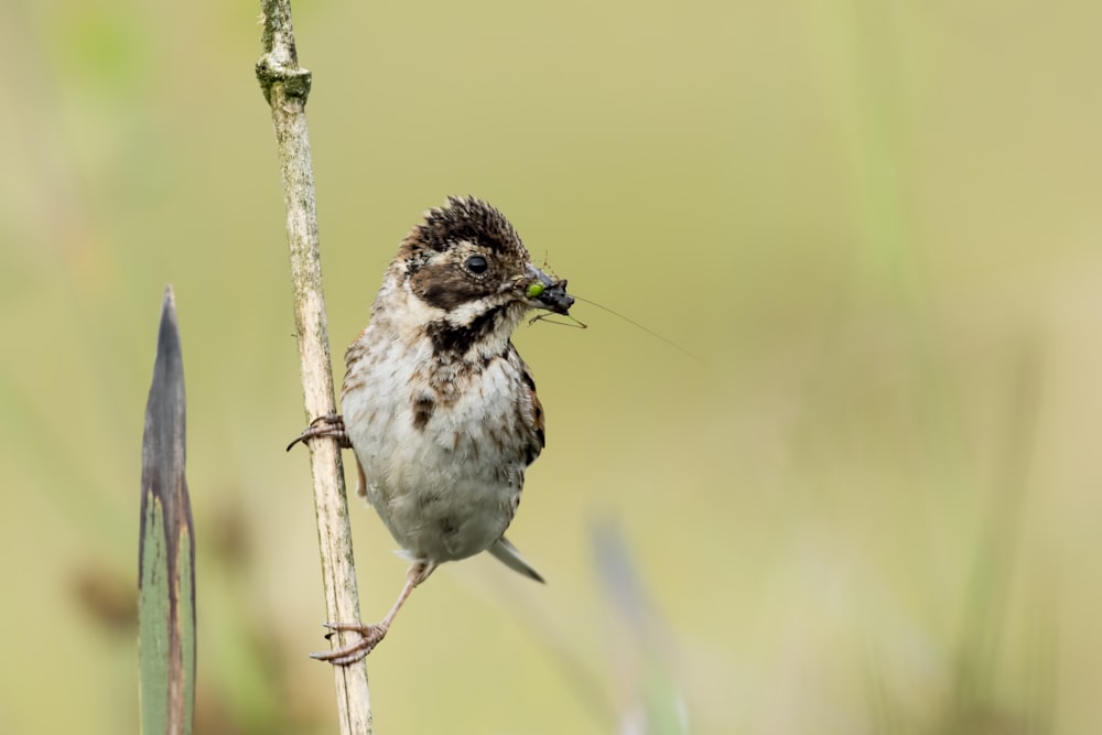 fotografia naturalistica di uccello cattura un insetto mentre appollaiato su un ramoscello