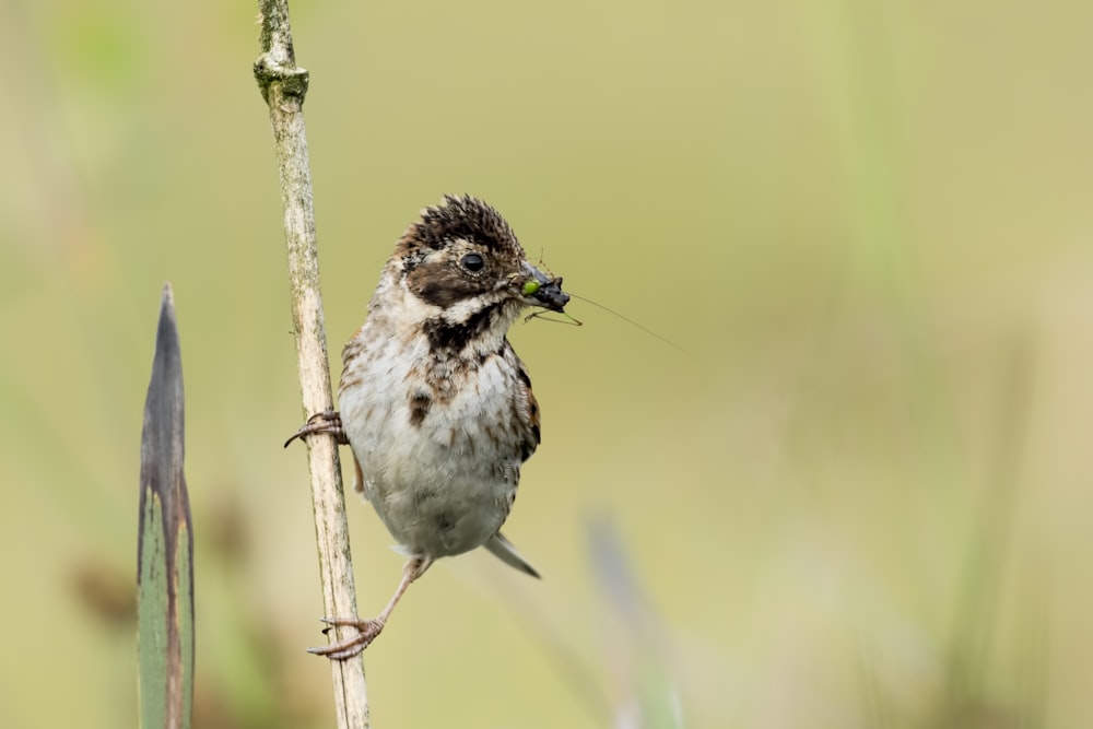 wildlife photography of bird catches a bug while perching on a twig