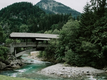 gray wooden walk bridge beside of forest trees