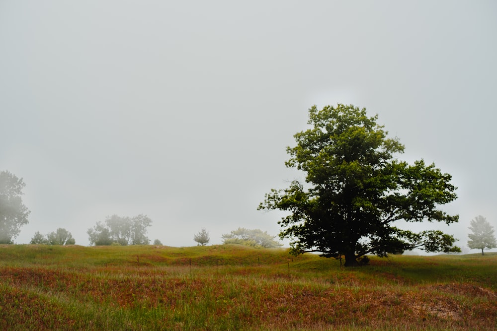 green lonely tree on green field