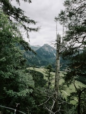 A scenic view of native forests in the Araucanía region, showcasing lush greenery.