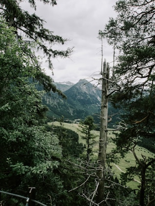 A scenic view of native forests in the Araucanía region, showcasing lush greenery.