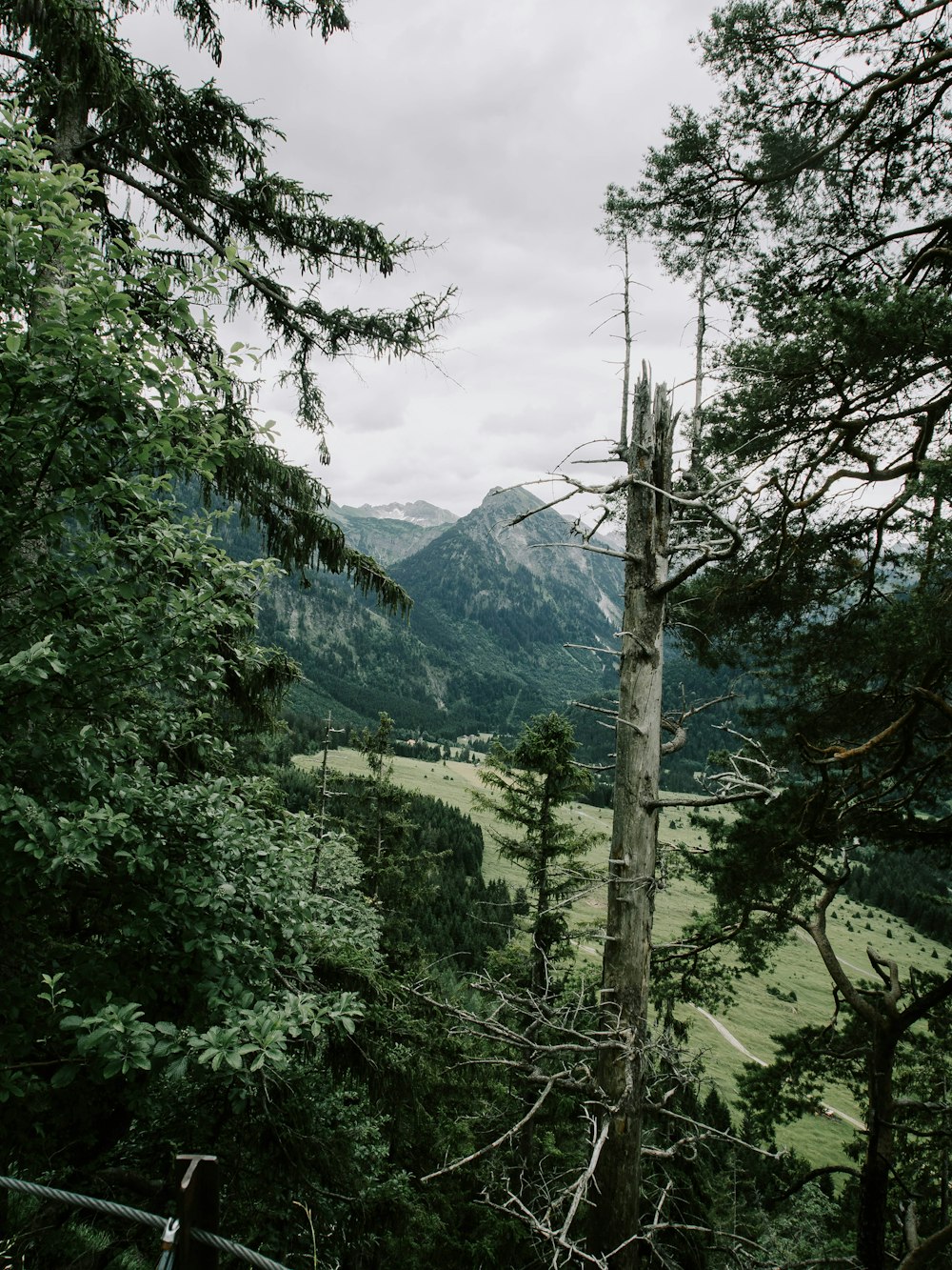 green trees and mountain