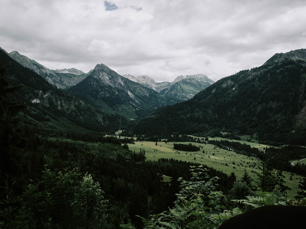 forest in mountain during daytime