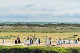 Close-up of curious penguins standing on the grassy shore with the ocean in the background