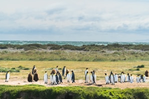 Close-up of curious penguins standing on the grassy shore with the ocean in the background
