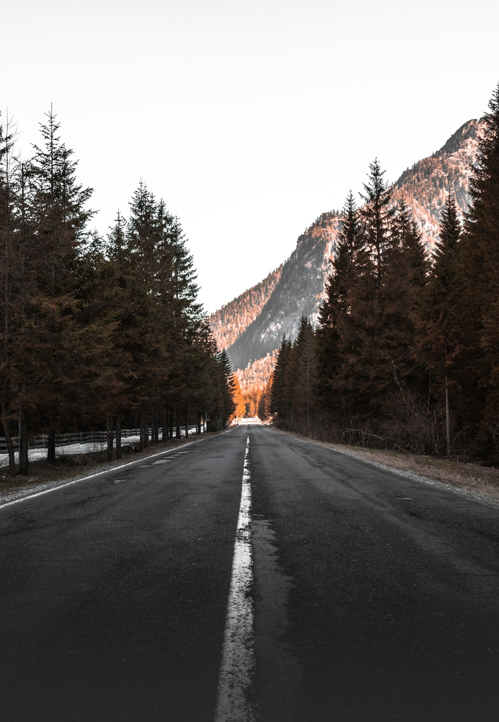 concrete road between tall trees facing mountain