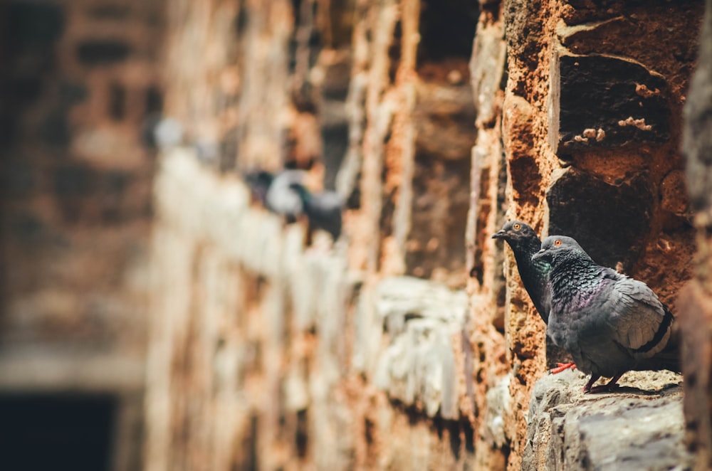 gray pigeons on brown rock wall