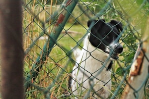 Pawrimiter Wireless Kit