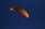 A lone paraglider with a vibrant orange and red canopy is soaring against a deep blue sky. The silhouette of the pilot is visible beneath the parachute, creating a sense of freedom and adventure.