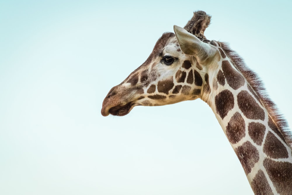 foto di una giraffa