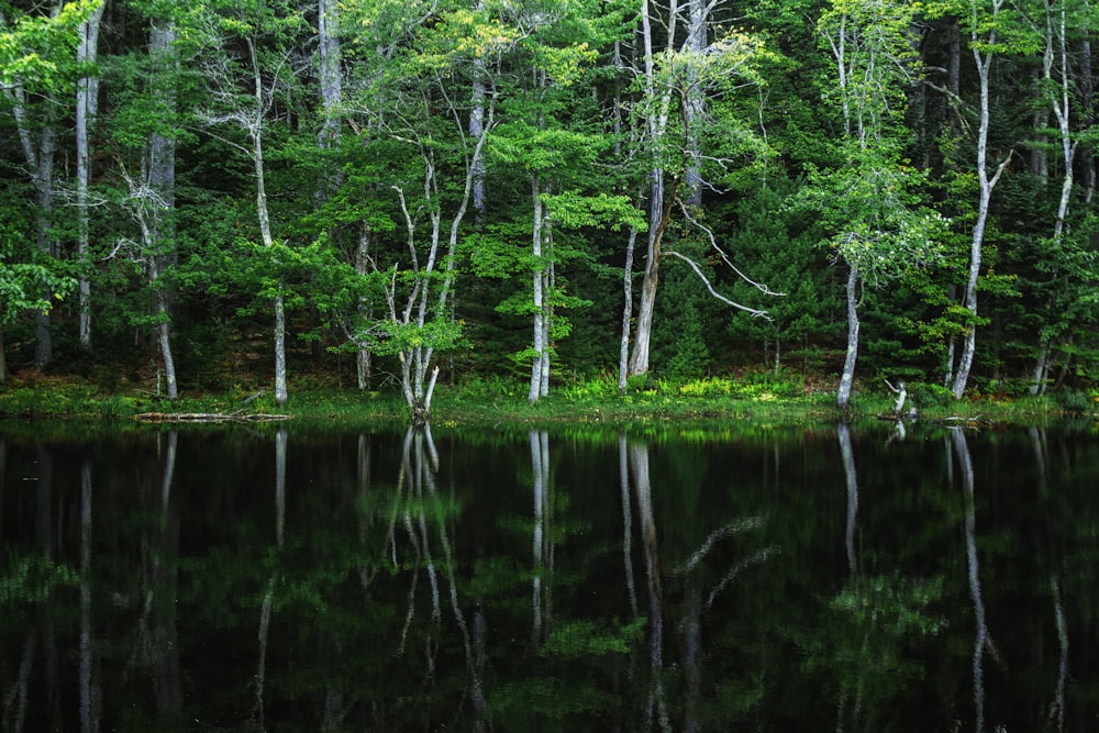 arbres à feuilles vertes près d’un plan d’eau