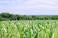 A vibrant field of corn with tall green stalks stretches into the distance, accompanied by a backdrop of lush, dense forest. The sky above is clear with some scattered clouds, creating a serene and peaceful agricultural landscape.