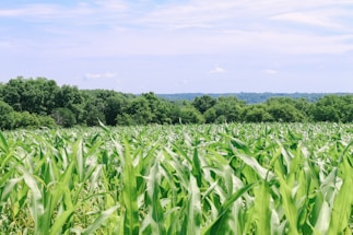 A vibrant field of golden corn under a clear blue sky with grazing cattle nearby