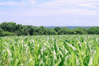 A vibrant field of corn with tall green stalks stretches into the distance, accompanied by a backdrop of lush, dense forest. The sky above is clear with some scattered clouds, creating a serene and peaceful agricultural landscape.