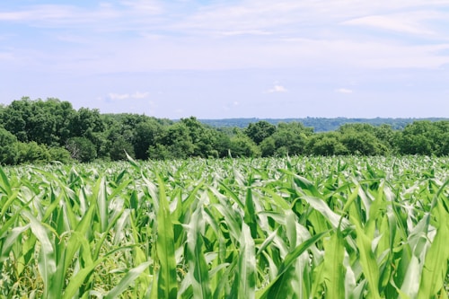 A vibrant field of corn with tall green stalks stretches into the distance, accompanied by a backdrop of lush, dense forest. The sky above is clear with some scattered clouds, creating a serene and peaceful agricultural landscape.