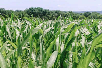Close-up of a farmer inspecting corn plants for pests and disease in a lush green field.