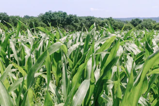 Close-up of a farmer inspecting corn plants for pests and disease in a lush green field.