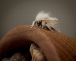 Close-up of a delicate silver moth pendant resting on a textured wooden surface.