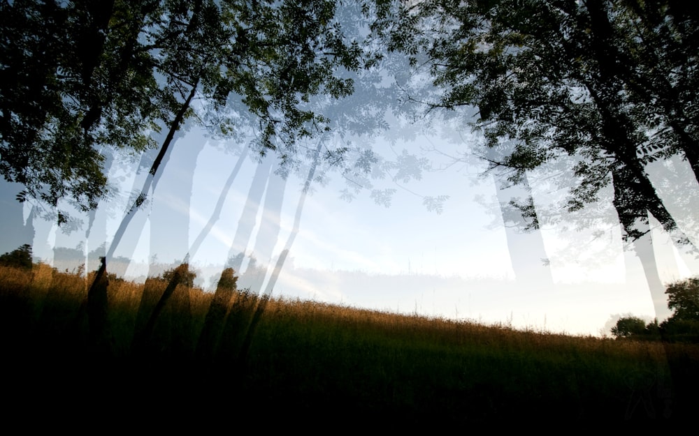 a grassy field with trees and a sky in the background