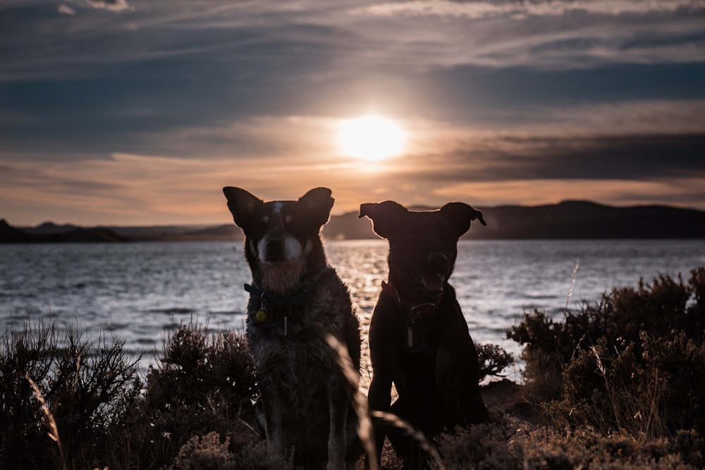 two dogs standing beside each other