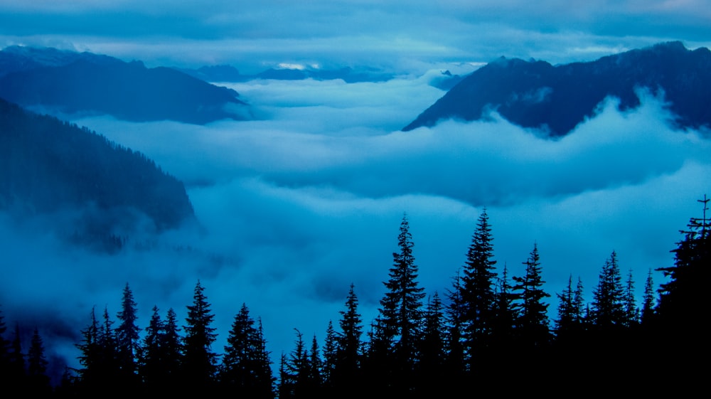 mountains covered with fogs near trees