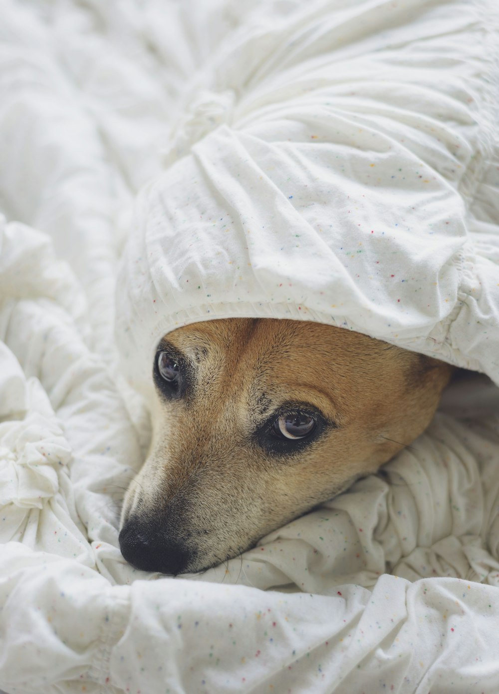 Hund mit weißem Textil überzogen