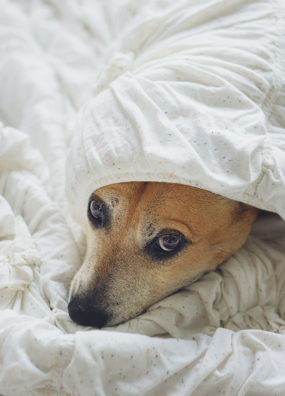 dog covered with white textile