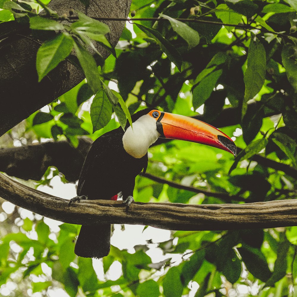 toucan on tree branch