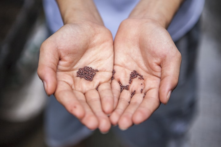 The Seed Saviors: Guardians of the Future