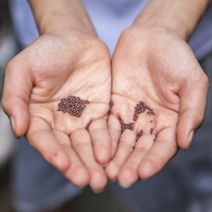 person holding small beans