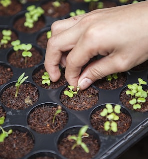 person holding leafed plant