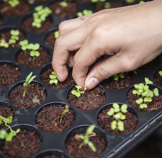 person holding leafed plant