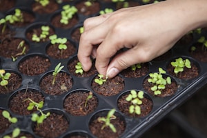 Crop Monitoring