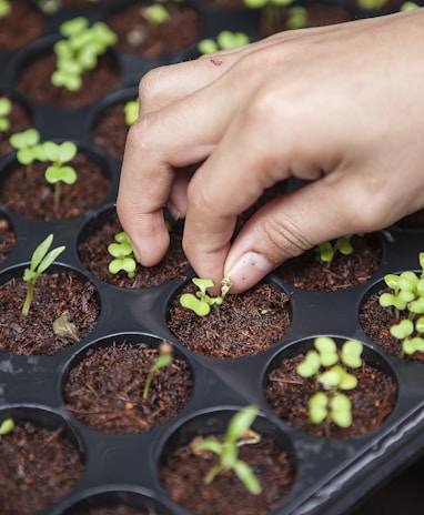 person holding leafed plant